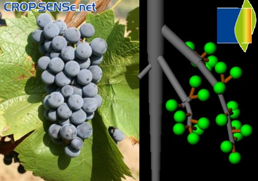 CROP.SENSe.net: modeling and reconstruction of grapes